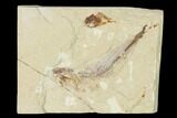 Cretaceous Fossil Fish (Gaudryella) - Lebanon #162835-1
